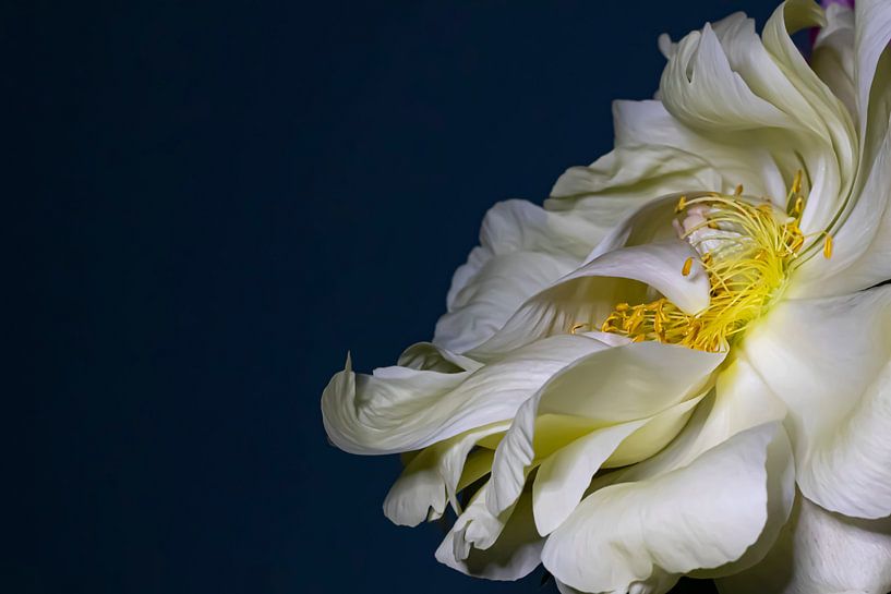 La tempête par Bloemportret