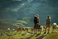 Wildpferde in den Schweizer Bergen bei Sankt-Moritz