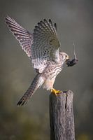 kestrel