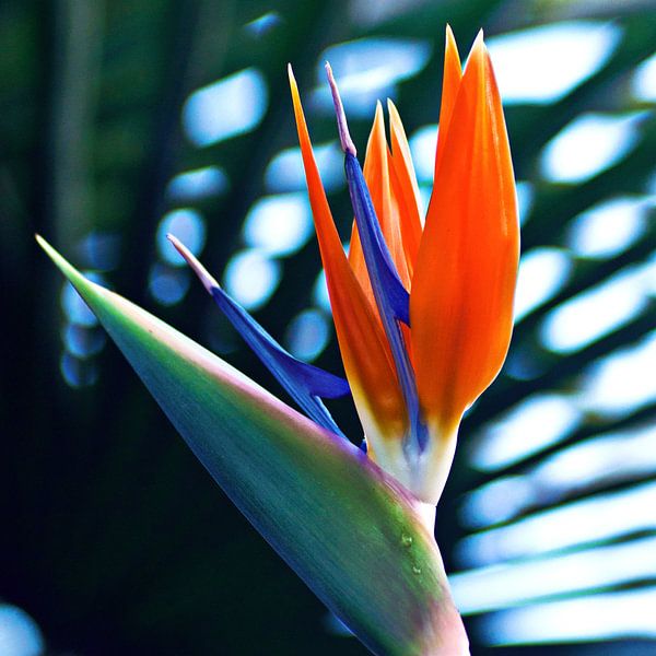 Proud bird of paradise flower in the Botanic Garden by Silva Wischeropp