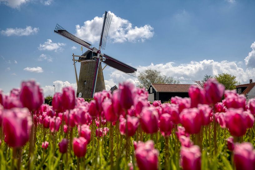 La Hollande en fleurs par Myrna's Photography