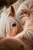 Freundschaft im Detail | Pferde fine-art