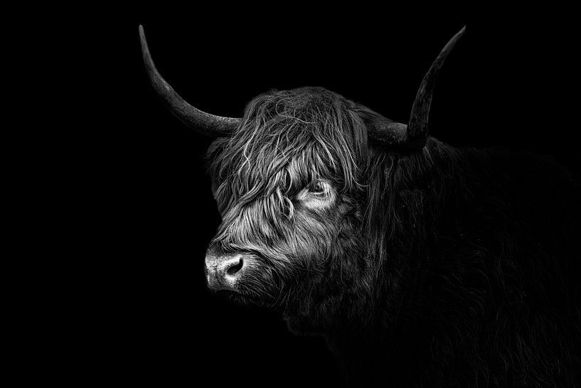 Schottische Highlander von Edwin Kooren