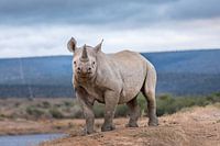 Rare black rhino in Kwandwe Private Game Reserve South Africa