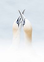 Couple de fous de Bassan