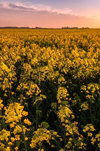 Un champ de colza à Finsterwolde par Marga Vroom