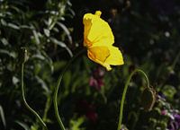 Gele bloem Christchurch Nieuw Zeeland