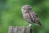 Little owl on prominent post