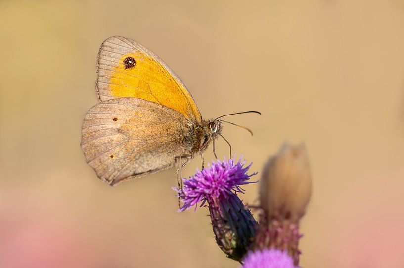 Meadow brown butterfly sitting on a thistle by Mario Plechaty Photography