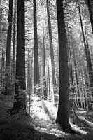 Infrarot-Schwarzweiß-Waldfoto - Ruhiges Licht zwischen den Bäumen