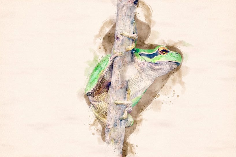 Grenouille arboricole (montage aquarelle) par Gig-Pic by Sander van den Berg