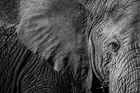 Nahaufnahme Afrikanischer Elefant – Serengeti, Tansania