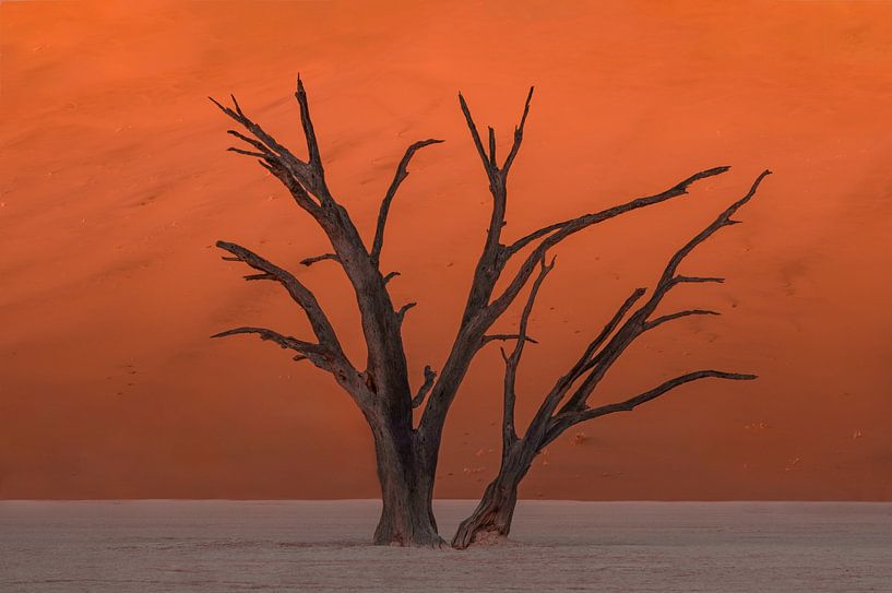 A very old tree in Deadvlei by Ton van den Boogaard
