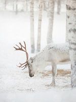 Scène hivernale sereine