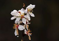 Almond blossom after a rainstorm.