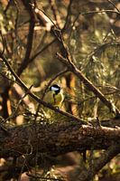 The Great Tit