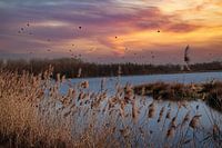 Broekpolder Vlaardingen