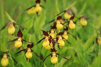 Gelber Frauenschuh - Cypripedium calceolus