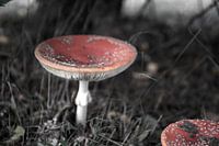 Die Farben des Herbstes in unterschiedlicher Pracht