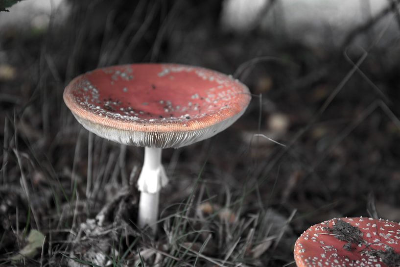 The colours of autumn in different splendours by Bianca Meyering Fotos - BMF