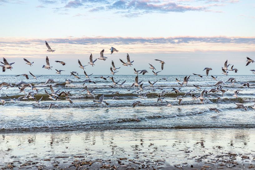 Mer du Nord et mouettes par Yanuschka | Fotografie Noordwijk