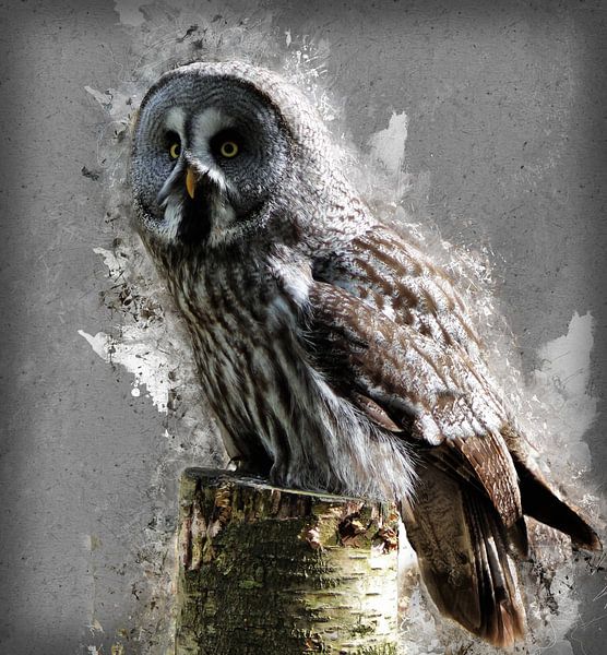 Painting grey-owl-hs1655462 by HMS
