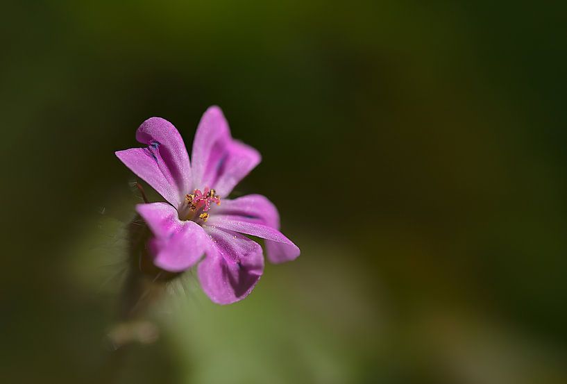 Lonely and alone by Mike Bot PhotographS