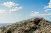 Birds above the dunes