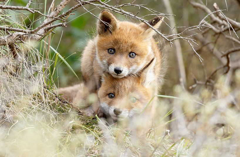 Red fox cubs by Menno Schaefer