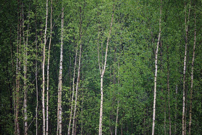 Birkenwald von Jürgen Döring