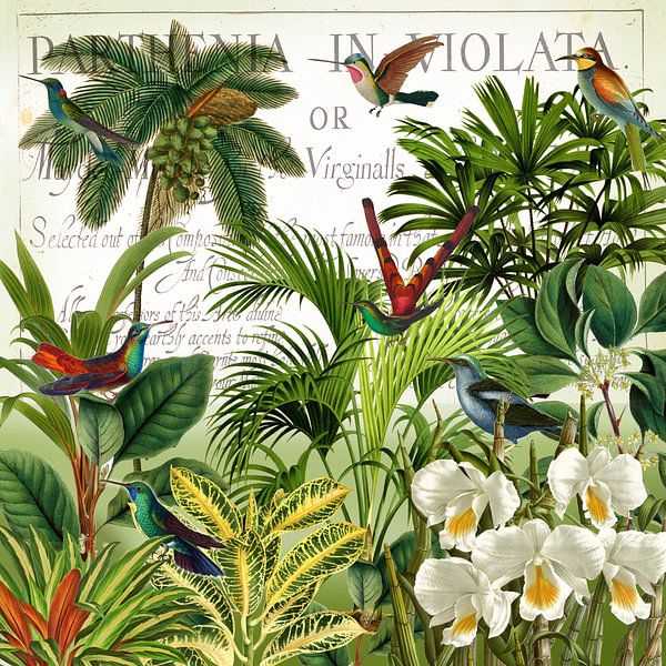 Heimat der Kolibris von christine b-b müller