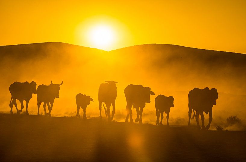 LPH 71319048 Cattle at sunset by BeeldigBeeld Food & Lifestyle