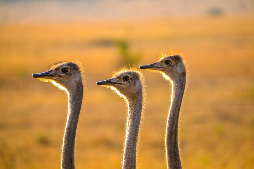 ostriches, Kenya by Jan Fritz
