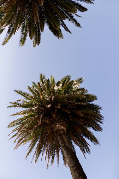 palm tree on the coast of Porto, Portugal by Karijn | Fine art Natuur en Reis Fotografie