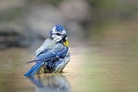 Blaumeise auf dem Wasser