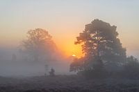 Sonnenaufgang im Nebel