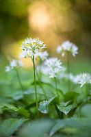 Bärlauch im Wald