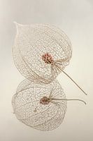 Stilleben:  Eine Laterne aus der Laternenpflanze