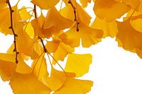 Gelbe Ginkgo-Herbstblätter in Nahaufnahme vor einem weißen Hintergrund