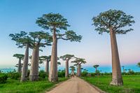 Allée des Baobabs
