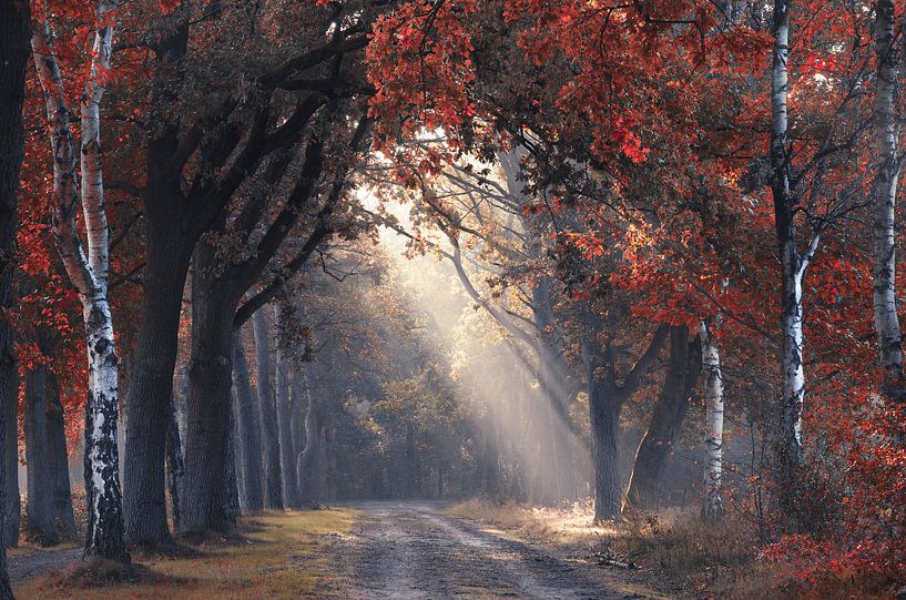 Peek through autumn by Rob Visser