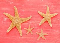 Four starfishes on old red-painted board