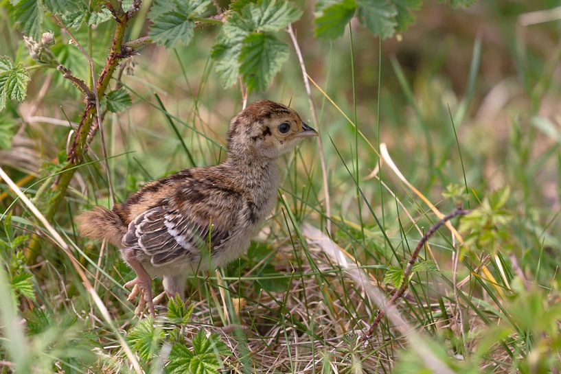 Pheasant chick wandering through the crop by Eric Wander