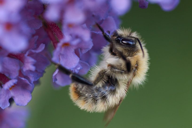 Hummel auf Blume des Schmetterlingsstrauches von Cor de Hamer