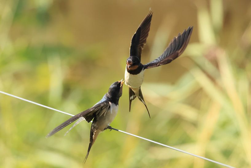 Zwaluwen van Rinnie Wijnstra (FotoAmeland )