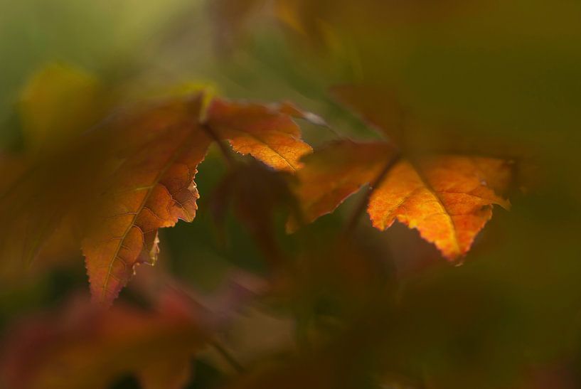 Autumn leaves in the sunlight. by Birgitte Bergman