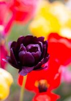 Schwarze Tulpe