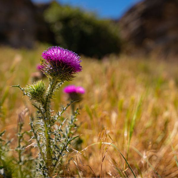Schöne lila Reizbarkeit von Roland's Foto's
