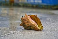 Coquillage sur une plage des Caraïbes