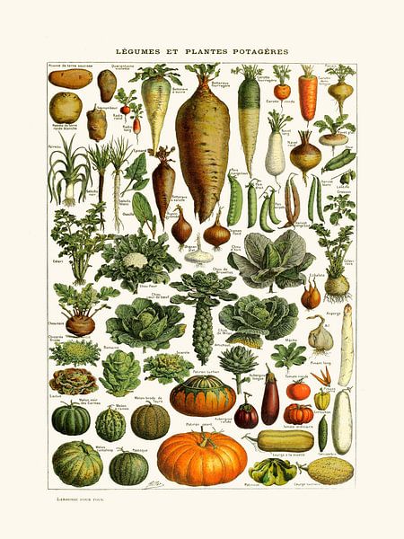 Vegetable kitchen vintage botanical drawing Millot by Studio Patruschka